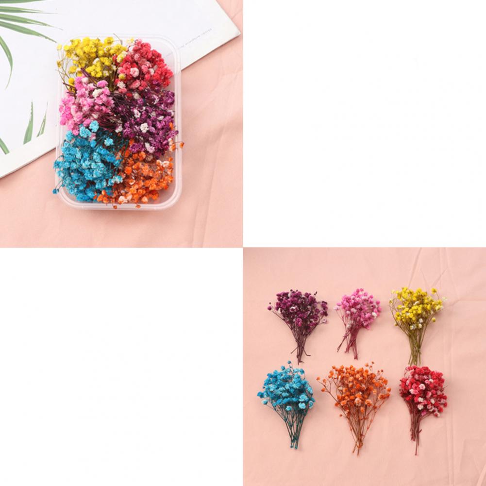 Dried Flower Bulk - Natural Flowers Diy Dried Flower Kit