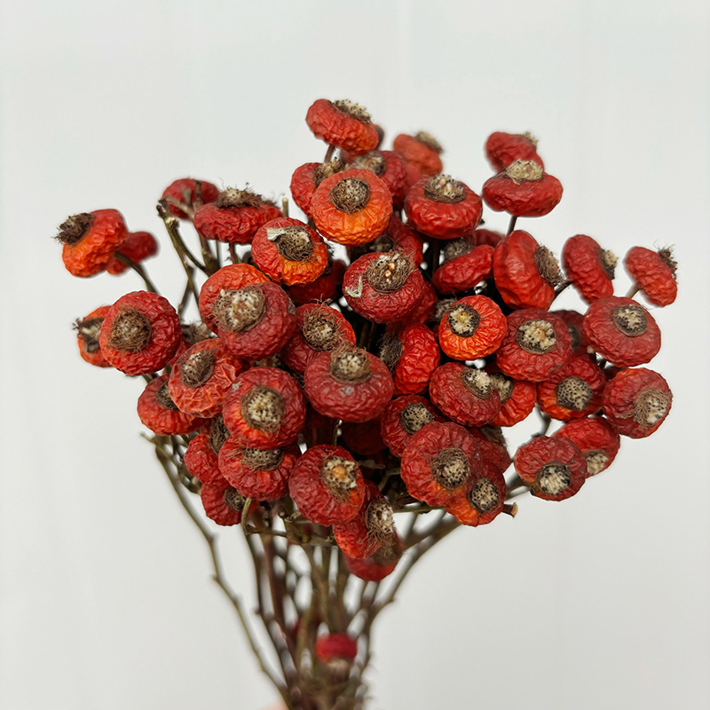 10pcs/Bunch Dried Rose Hip Ber - Dried Flower Bulk recension och pris