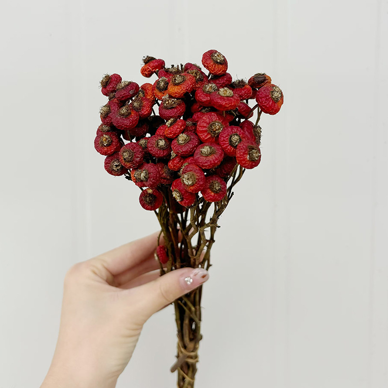 10pcs/Bunch Dried Rose Hip Ber - Dried Flower Bulk recension och pris