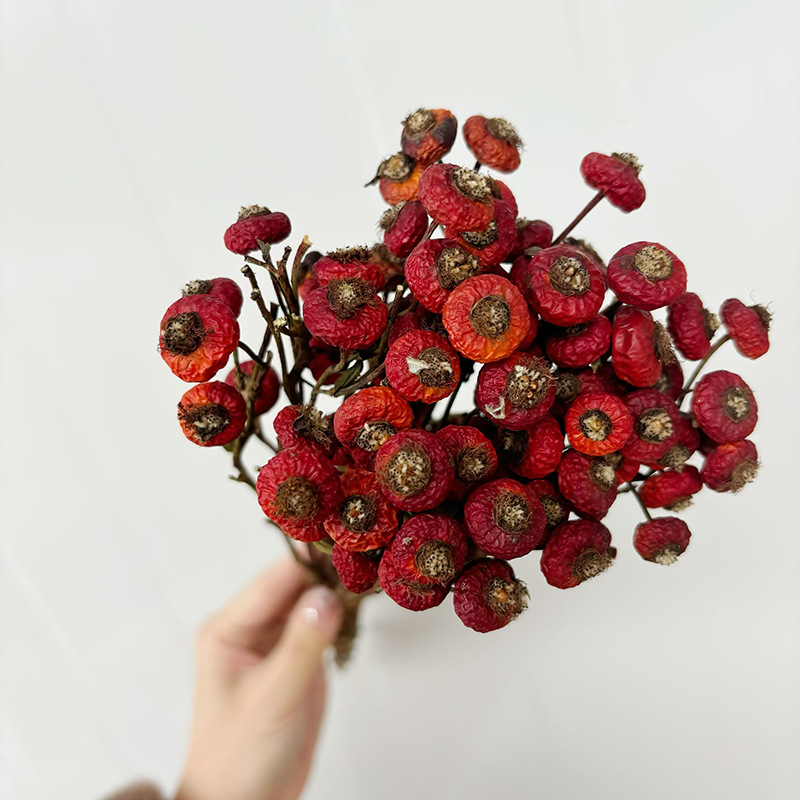 10pcs/Bunch Dried Rose Hip Ber - Dried Flower Bulk recension och pris