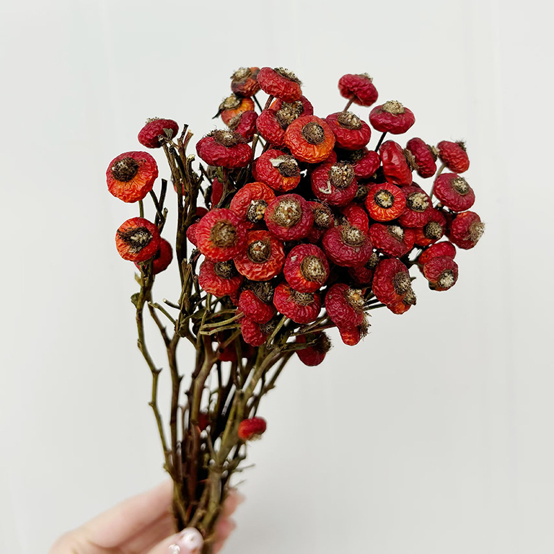 10pcs/Bunch Dried Rose Hip Ber - Dried Flower Bulk recension och pris