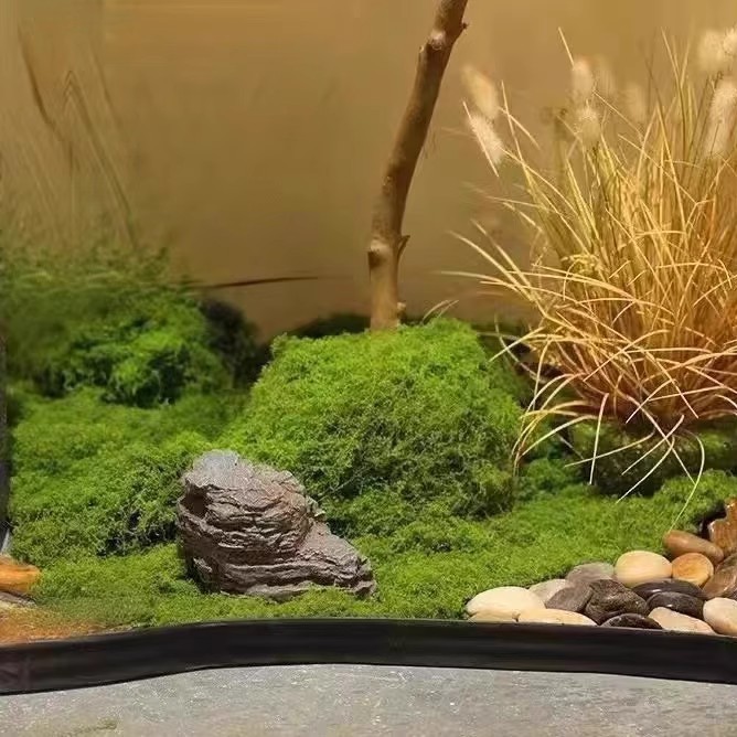 200g Eternal Life Moss DIY Cra - Terrarium Moss Art recension och pris