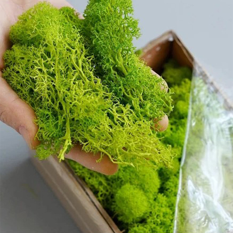 100/200/500g Eternal Life Moss - Terrarium Moss Art recension och pris