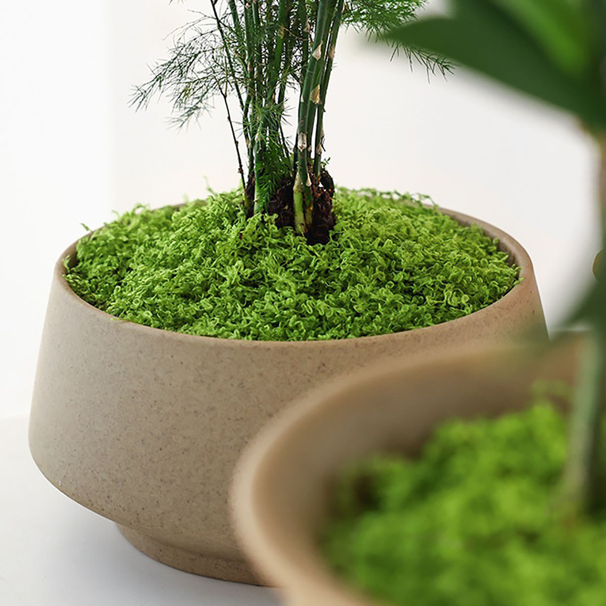 About 20g Artificial Green Pla - Terrarium Moss Art recension och pris