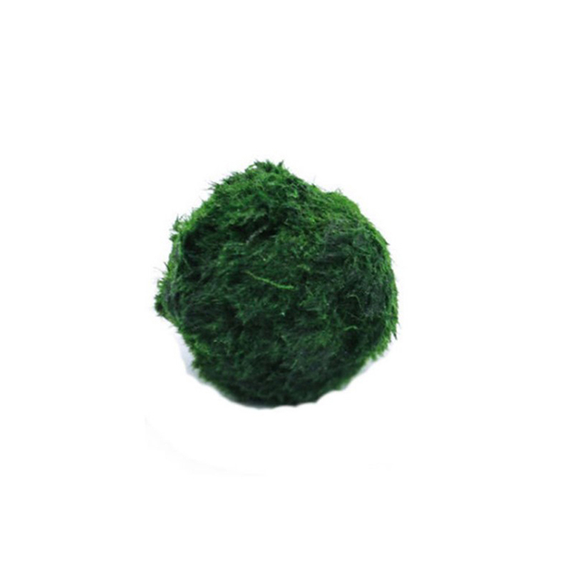 Marimo Moss Balls Live Aquariu - Terrarium Moss Art recension och pris