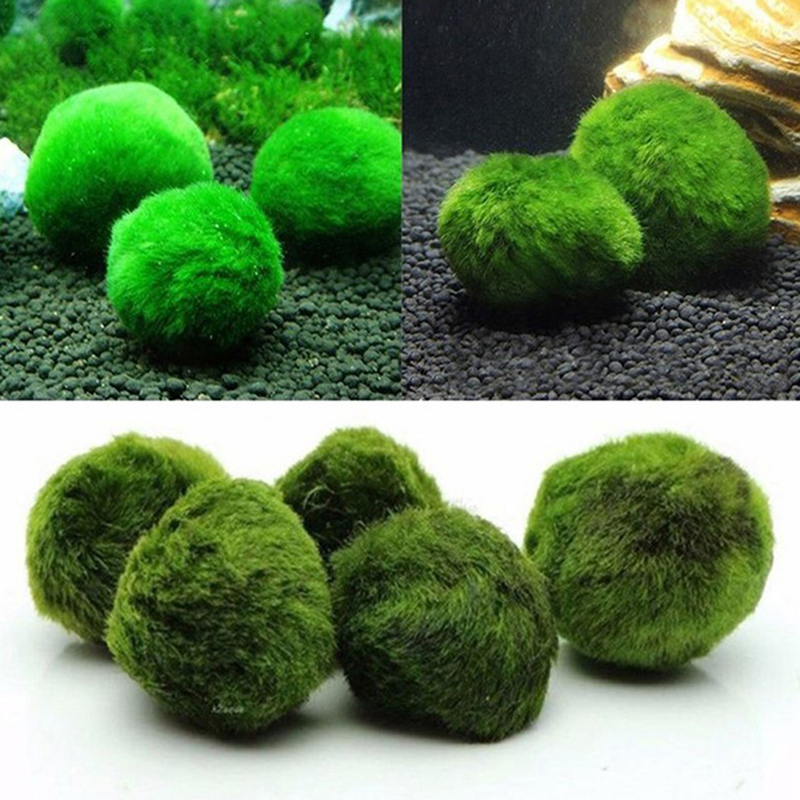 Marimo Moss Balls Live Aquariu - Terrarium Moss Art recension och pris