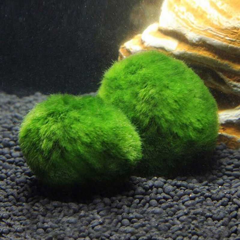 Marimo Moss Balls Live Aquariu - Terrarium Moss Art recension och pris