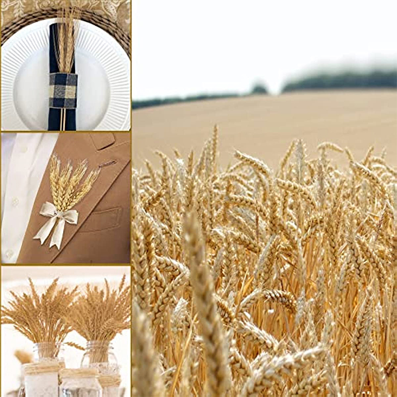 50/100/200PCS Dried Wheat Stal - Dried Flower Bulk recension och pris